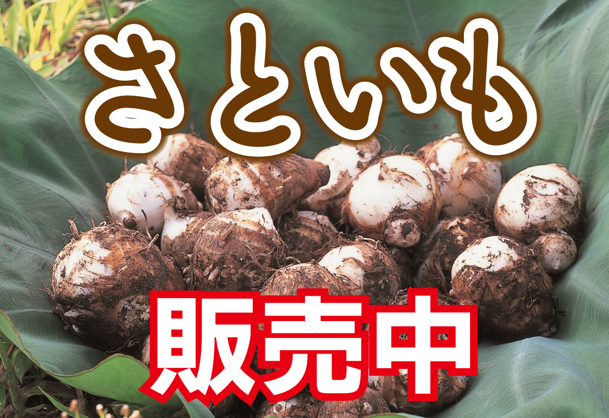 さといも 販売中