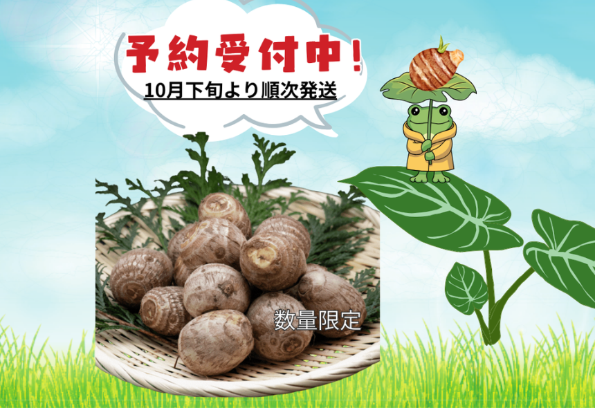 さといも 予約販売中！